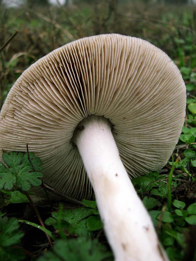 Volvariella speciosa variet glojocephala.
